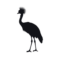 Black Silhouette Of African Grey Crowned Crane On White Background. Isolated Bird Icon. Wild Animals Of Africa. Savannah Nature. Desert Wildlife