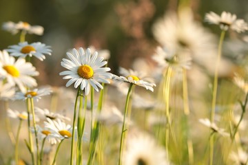 Fotomurales - Daisies on a spring meadow at sunset
