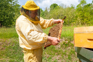 Beekeeper is working with bees and beehives on the apiary.