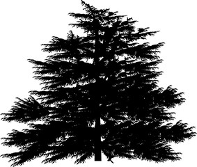 Wall Mural - large larch tree isolated on white