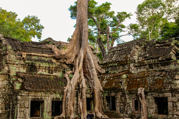 Wall Mural - Ta Prohm temple in Siem Reap