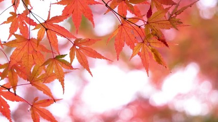 Wall Mural - Red maple leaves shaking in bright bokeh background during autumn in Japan, slow panning shot