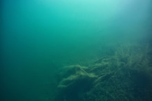 Lake Background Water Underwater Abstract / Fresh Water Diving Background Nature Underwater Ecosystem Background