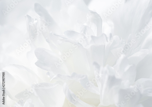 Foto  blooming peonies in the garden