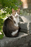 Fototapeta Koty - Beautiful cats on the city streets