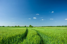 Wheel Tracks In Green Grain, Horizon And Blue Sky