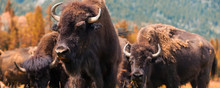 American Bison Or Buffalo Panorama Web Banner