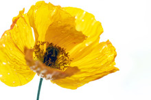 Bright Yellow Poppy.