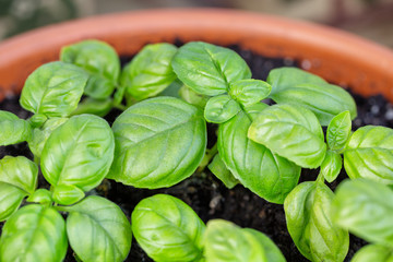 Poster - Young basil in a ceramic terracotta pot