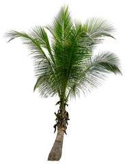 beautiful palm tree isolated on white background. suitable for use in architectural design or decora