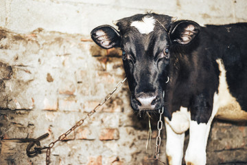 Poster - Cute young  calf lies in straw and looks alert