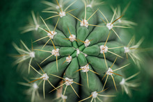 Top View Of Sharp Needles On Green Cactus