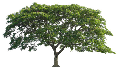 Beautiful tree isolated on white background. Suitable for use in architectural design or Decoration work. Used with natural articles both on print and website.