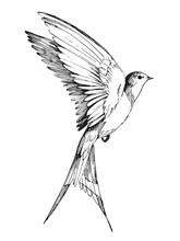 Sketch Of A Flying Swallow. Hand Drawn Illustration Converted To Vector