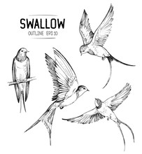 Sketch Of A Flying Swallow. Hand Drawn Illustration Converted To Vector
