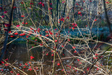 Fototapeta Boho - red fruits on tree branches