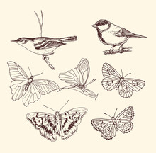Biology Birds Butterfly Nature Line Graphics Beautiful Sketching Vector 