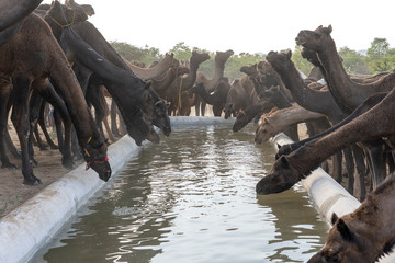 Wall Mural - Camels drink water in desert Thar during Pushkar Camel Fair, Rajasthan, India