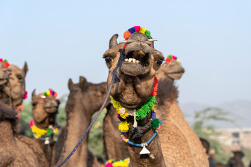 Wall Mural - Camels in desert Thar during Pushkar Camel Fair, Rajasthan, India