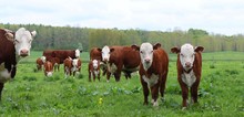 Hereford Cows With Newborn Calves In The Meadow