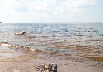 dog playing in the water on the coast on a sunny day