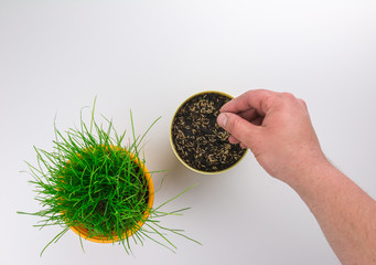 Two yellow grass pots with grown grass and with hand seeding second on white background