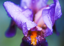 Iris Flower Macro Photo. Violet Beautiful Blooming Petal After Rain.