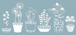 Echinacea, chamomile, schefler, noble hepatica, zephyrantes, stokesia. Vector illustration. Set of paper flower in pots, stickers. Laser cut. Set template for laser cutting and Plotter. Vector illustr