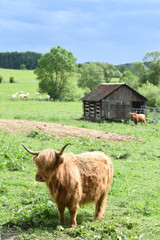 Wall Mural - vache highland scottish agriculture wallonie Belgique