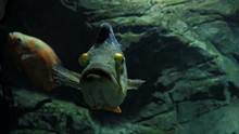 Fish Peacock Bass (cichla) In An Aquarium Or River.