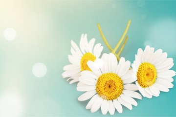 Poster - White chamomile flowers  isolated on white