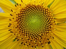Close Up Top View Of A Sunflower Pattern. Beautiful Background Of Organic And Natural Flower. Blurred Background