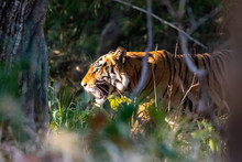 Bandhavgarh National Park - Male Bengal Tiger (Panthera Tigris Tigris)