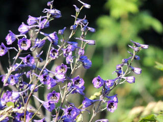 summer flowers