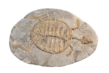 Wall Mural - Fossil of a turtle isolated on white.