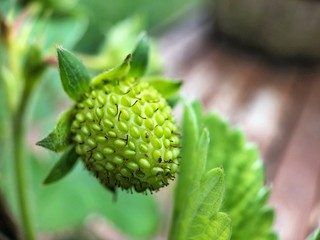 closeup of a plant