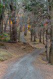 Fototapeta  - road in forest