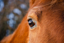 Close Up Of A Horse Eye