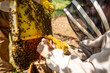 Bee worker working with Honey Bees being harvested for honey comb. 