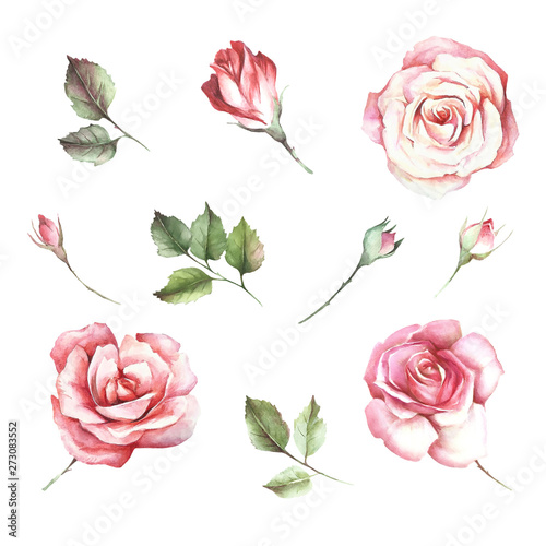 Set of flowers roses. Hand draw watercolor illustration.