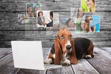 Canvas Print - Basset Hound Using a Laptop Computer and Wearing Glasses