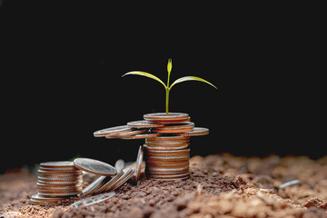 Stack coins with plants to grow into stages and black backgrounds. Money saving ideas