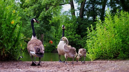 Wall Mural - family of geese