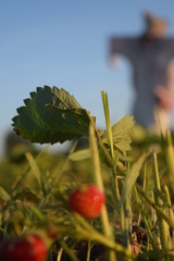 Sticker - Strawberry Plant