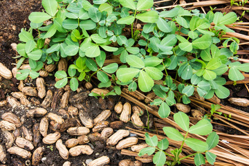 Wall Mural - Peanut or groundnut tree plant agriculture with seeds at farm background.