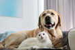 © New Africa - Adorable dog and cat together on sofa indoors. Friends forever