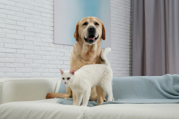 Wall Mural - Adorable dog looking into camera and cat together on sofa indoors. Friends forever