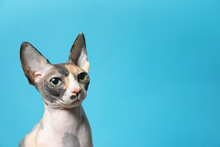 Sphynx Face Closeup Free Stock Photo - Public Domain Pictures