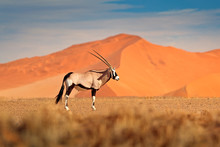 Gemsbok With Orange Sand Dune Evening Sunset. Gemsbuck, Oryx Gazella, Large Antelope In Nature Habitat, Sossusvlei, Namibia. Wild Animals In The Savannah. Animal With Big Straight Antler Horn.