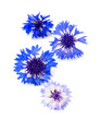 Blue Cornflower Herb isolated on white